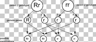 Punnett Square Gamete Genetics Eterozigosi Dominance PNG