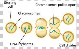 Mitosis And Meiosis Cell Division PNG, Clipart, Anaphase, Body Jewelry ...