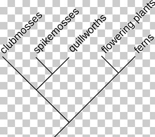 Cladogram Cladistics Systematics Phylogenetic Tree Maximum Likelihood Estimation PNG