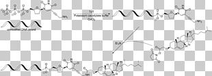 Chemical Modification Cholesterol DNA Nucleic Acid Amide PNG