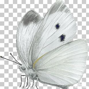 Large White Butterfly Png Images Large White Butterfly Clipart