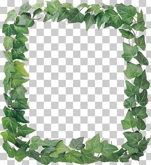 Bindweed Ivy Plant PNG, Clipart, Autum, Beauty Parlour, Blade, Branch ...