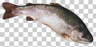 Fish Computer Icons PNG