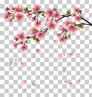 Cherry Blossom Tsukasa Of Tokyo Branch PNG, Clipart, Blossom, Branch ...