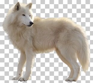 Alaskan Tundra Wolf Greenland Dog Canadian Eskimo Dog PNG, Clipart ...