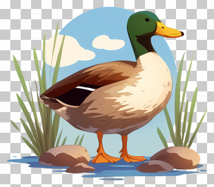 Cartoon Duck - Mallard Duck In Wetland Illustration PNG