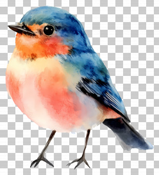 Watercolor Bird - Watercolor Bird Illustration PNG