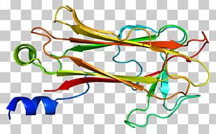 Notch 2 Notch Signaling Pathway Gene Notch Proteins DLL3 PNG, Clipart ...