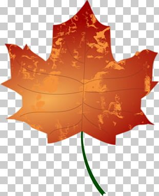 Autumn Leaf Color PNG