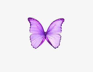 Dream Purple Butterfly PNG