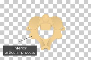 Articular Processes Axis Vertebral Column Anatomy PNG