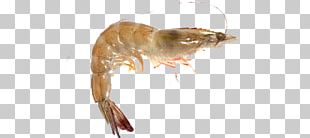 Prawns Caridea Giant Tiger Prawn Tambak Udang Shrimp PNG, Clipart ...