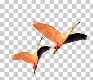 Bird Flight Rock Dove Beak Homing Pigeon PNG
