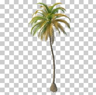 Arecaceae Coconut Oil Tree PNG