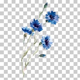 Cornflower Blue Watercolor Painting PNG, Clipart, Art, Aster, Blue ...