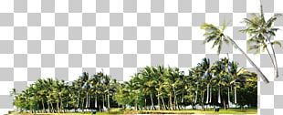 Coconut Tree Arecaceae PNG, Clipart, Arecales, Christmas Tree, Coconut ...