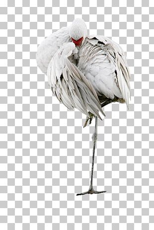 Bird Oiseaux VariÃ©s PNG