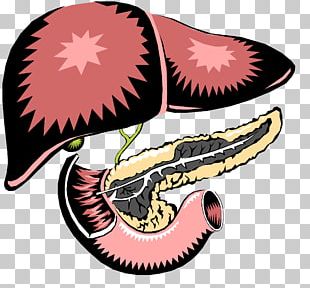 Liver Human Body Organ Gallbladder Human Digestive System PNG, Clipart ...