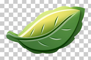 Leaf - Green Leaf Illustration PNG