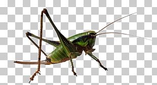 Insect Locust PNG, Clipart, Animals, Art, Caelifera, Color, Creative ...