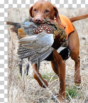 Poodle Beagle German Shorthaired Pointer Dalmatian Dog Puppy Png