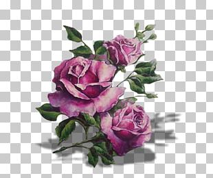 Purple Roses PNG Images, Purple Roses Clipart Free Download