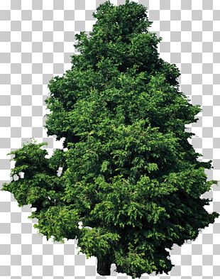 Tree Plant Hinoki Cypress Deodar Cedar Pine PNG