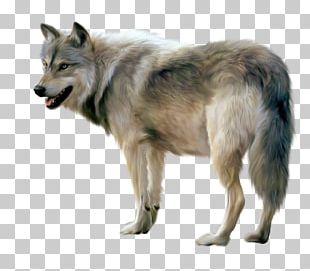 Dog Painting Arctic Wolf PNG, Clipart, African Wild Dog, Angry Wolf ...