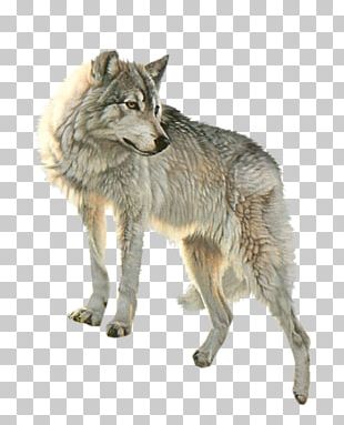 Dog Arctic Wolf Red Wolf Black Wolf Drawing PNG, Clipart, Animals ...