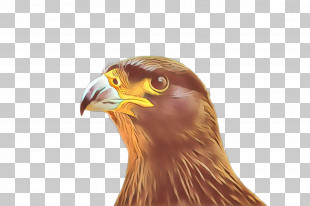 Bald Eagle Bird Of Prey Golden Eagle PNG, Clipart, Accipitriformes ...