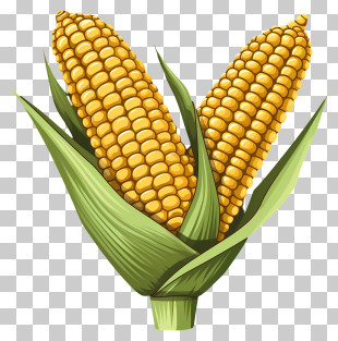 Doodle Style Corn - Yellow Corn Cobs With Green Husks Illustration PNG