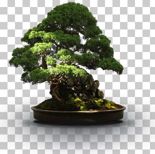 Indoor Bonsai Tree Flowerpot PNG, Clipart, Bonsai, Bonsai Tree ...