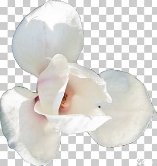 Flower Dots Per Inch PNG