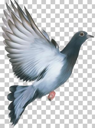 Pigeon PNG Free Download 1, PNG Images Download