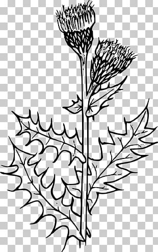 Scotland Milk Thistle Flower PNG, Clipart, Cut Flowers, Drawing ...