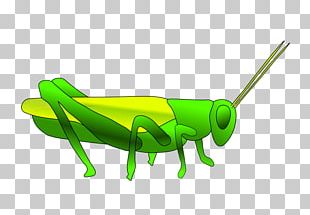 Grasshopper PNG, Clipart, Grasshopper Free PNG Download