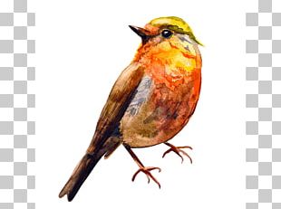 Bird European Robin Watercolor Painting Drawing PNG