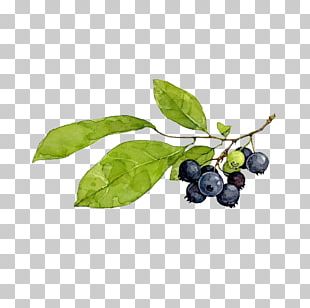 Blueberry Poster Watercolor Painting Illustration PNG, Clipart, Autumn ...