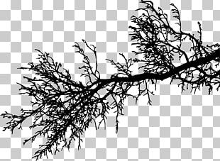 Tree Plant Twig PNG, Clipart, Arecaceae, Birch, Branch, Bushes, Clip ...