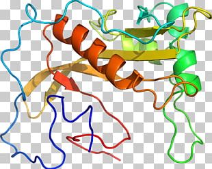 Organism Line PNG
