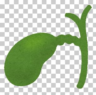 gallbladder clipart