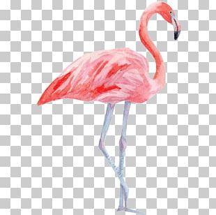 Bird Greater Flamingo Paper Palm Branch PNG