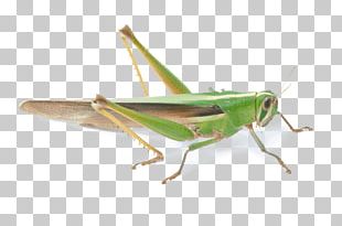 Insect Cricket PNG, Clipart, Art, Arthropod, Cartoon, Cricket, Download ...