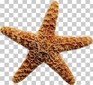 Starfish Drawing Stock Photography PNG, Clipart, Animals, Drawing ...