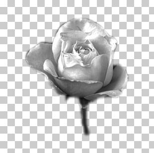 Rose Black And White png download - 555*1110 - Free Transparent North png  Download. - CleanPNG / KissPNG