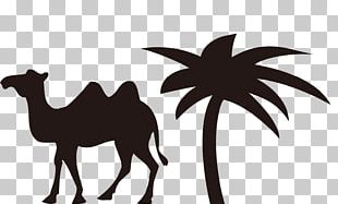 Bactrian Camel Cartoon Sticker Sidewalk Chalk PNG