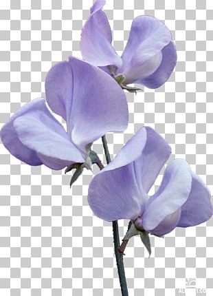 Broad-leaved Sweet Pea Flower Violet PNG