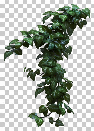Jungle Vine - Realistic Creeping Ivy Plant With Green Leaves PNG