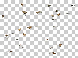 Butterfly PNG