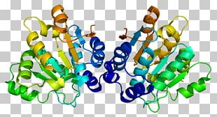 DDX20 Survival Of Motor Neuron Helicase Protein DEAD Box PNG